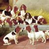 Basset Hound Puppies diamond painting