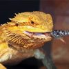 Bearded Dragon Eating diamond painting