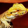 Bearded Dragon Lizard Eating diamond painting