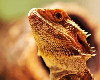 Bearded Dragon Lizard Head diamond painting