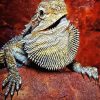 Bearded Dragon Lizard Reptiles diamond painting