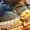 Bearded Dragon Reptile diamond painting