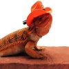 Bearded Dragon Wearing A Cowboy Hat diamond painting