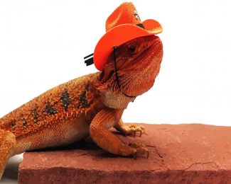 Bearded Dragon Wearing A Cowboy Hat diamond painting