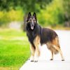 Belgian Tervuren diamond painting