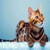 Bengal Cat Animal diamond painting