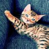 Bengal Kitten diamond painting