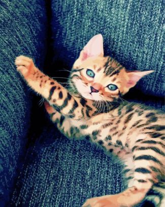 Bengal Kitten diamond painting