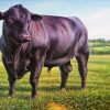 Black Angus Bull diamond painting