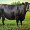 Black Angus Cattle diamond painting