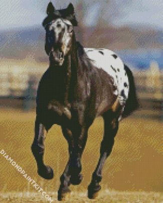 Black Appaloosa Horse diamond painting