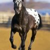 Black Appaloosa Horse diamond painting