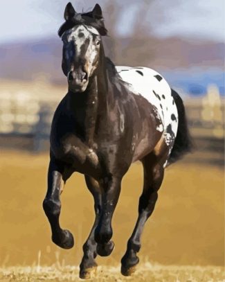 Black Appaloosa Horse diamond painting