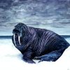 Black Walrus diamond painting