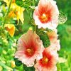 Blooming Hollyhocks Flowers diamond painting