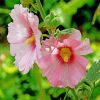 Blooming Pink Hollyhocks diamond painting