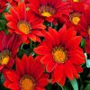 Blooming Red Gazania diamond painting