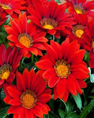 Blooming Red Gazania diamond painting