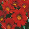 Blooming Red Gazania diamond painting