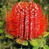 Blooming Banksia Flower diamond painting