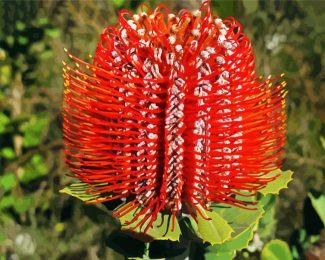 Blooming Banksia Flower diamond painting