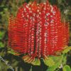 Blooming Banksia Flower diamond painting