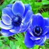 Blue Anemones diamond painting