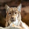 Bobcat Head diamond painting