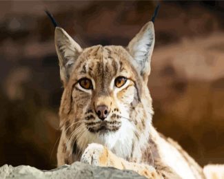 Bobcat Head diamond painting