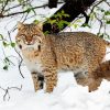 Bobcat In The Snow diamond painting