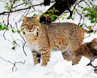 Bobcat In The Snow diamond painting