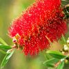 Bottlebrush Flower diamond painting