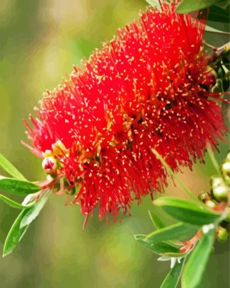 Bottlebrush Flower diamond painting