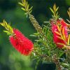 Bottlebrush Flowers diamond painting