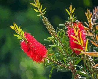 Bottlebrush Flowers diamond painting