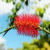 Bottlebrush In A Branch diamond painting