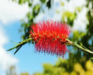 Bottlebrush In A Branch diamond painting