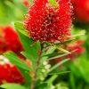 Bottlebrush Plant diamond painting