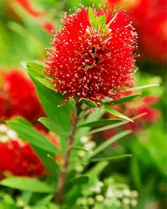 Bottlebrush Plant diamond painting