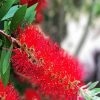 Bottlebrush Plants diamond painting