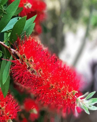 Bottlebrush Plants diamond painting