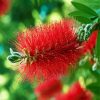 Bottlebrush diamond painting