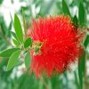 Bottlebrushes Flower diamond painting