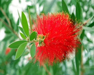 Bottlebrushes Flower diamond painting