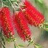 Bottlebrushes In A Branch diamond painting