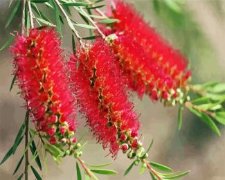 Bottlebrushes In A Branch diamond painting