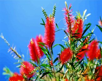 Bottlebrushes diamond painting