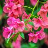 Bougainvillea Flowering Plant diamond painting