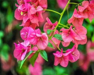 Bougainvillea Flowering Plant diamond painting