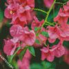 Bougainvillea Flowering Plant diamond painting